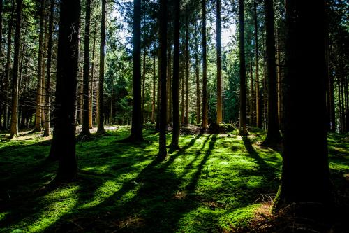 March 21st is International Forest Day