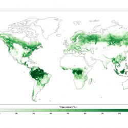 Tree cover distribution in 2000
