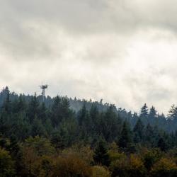 Mixed forest ecosystem with the tower infrastructure above the canopy